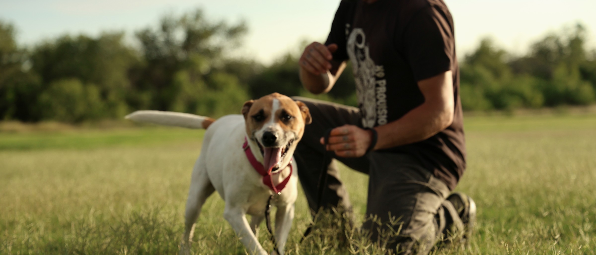 Trainer kneeling in a grass field, warmly greeting a happy tan and white dog on leash.