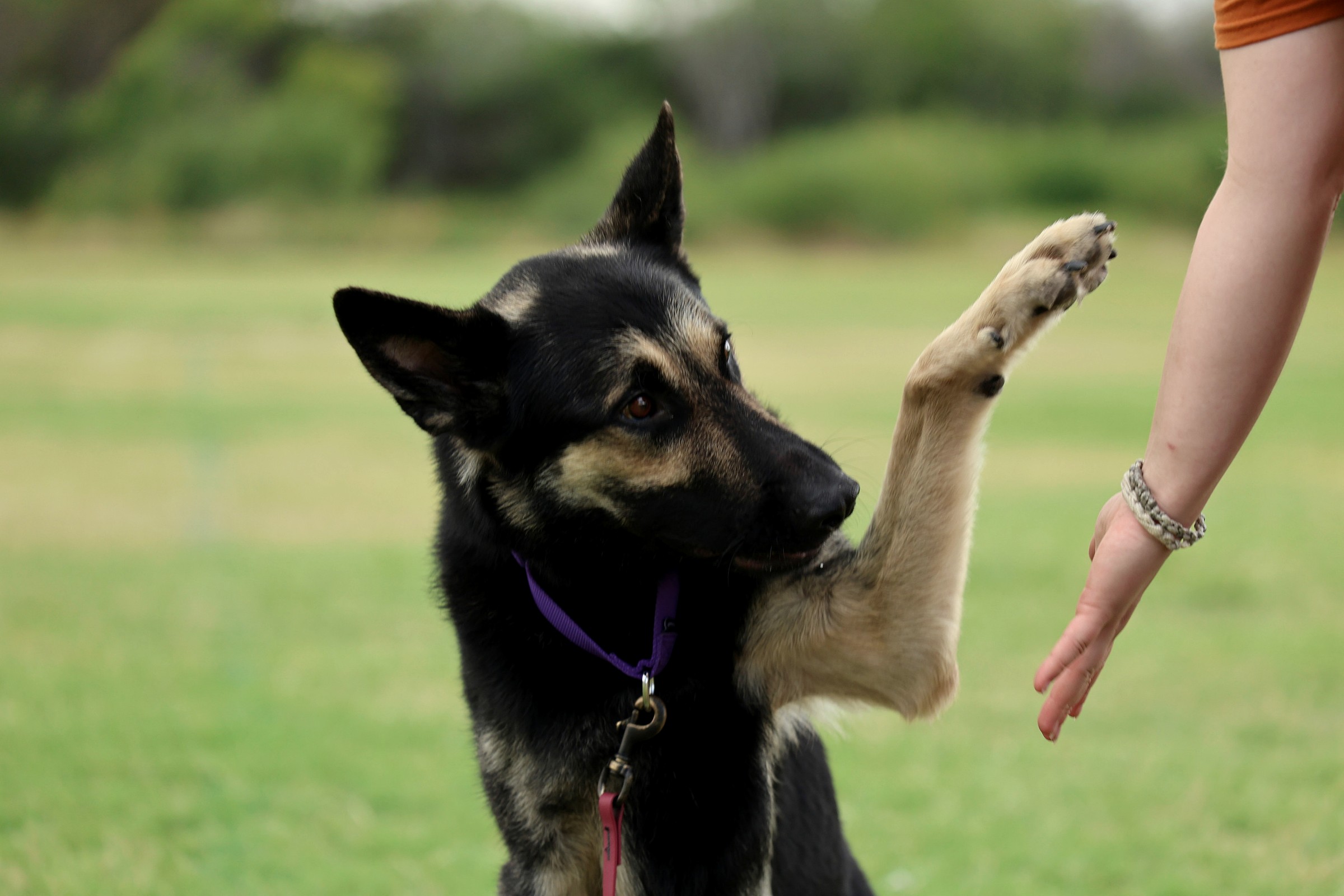 Trainer and dog sharing a paw-shake moment, representing everyday obedience skills.