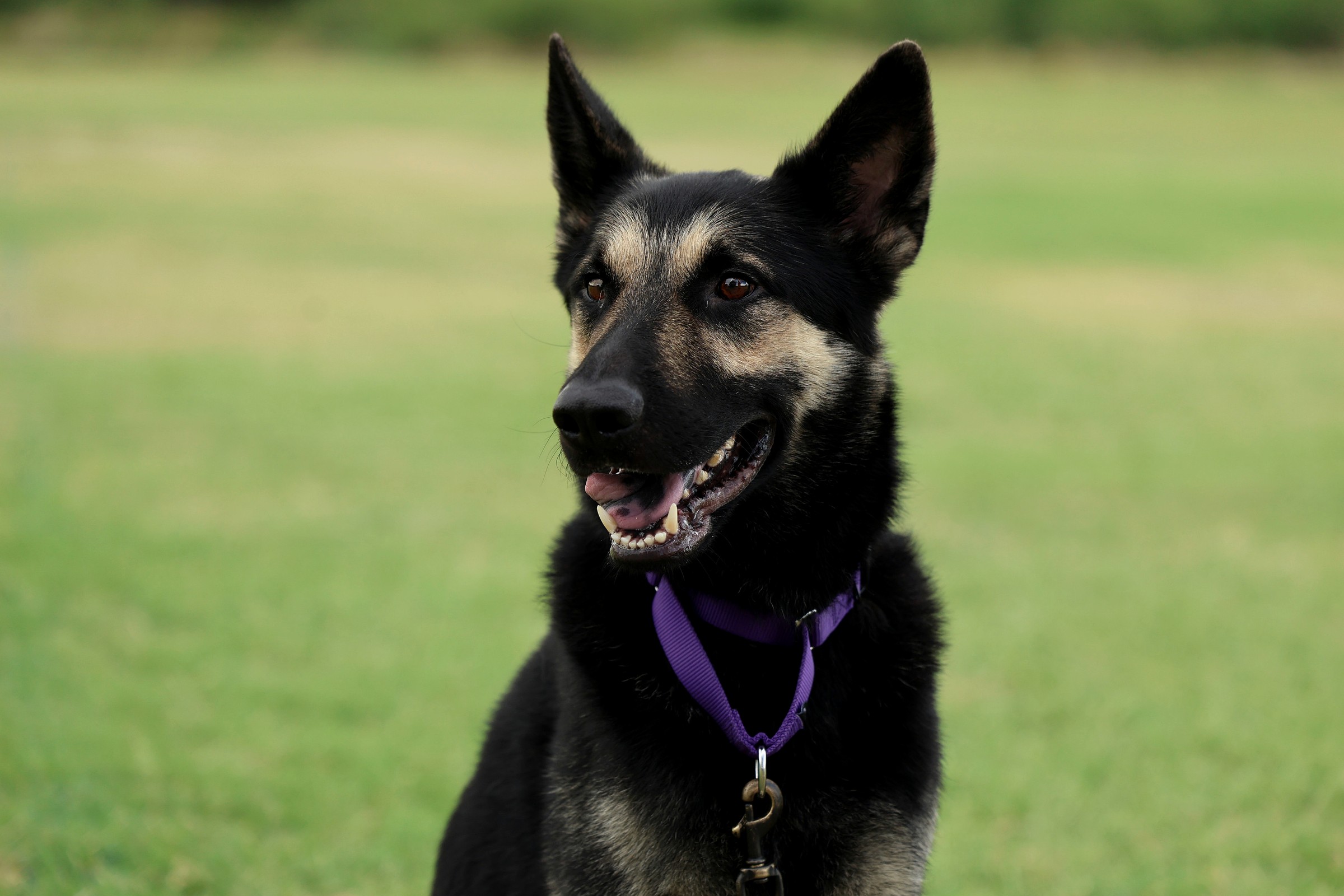 Dog holding a sit at a distance from handler across an open field, demonstrating off-leash control.