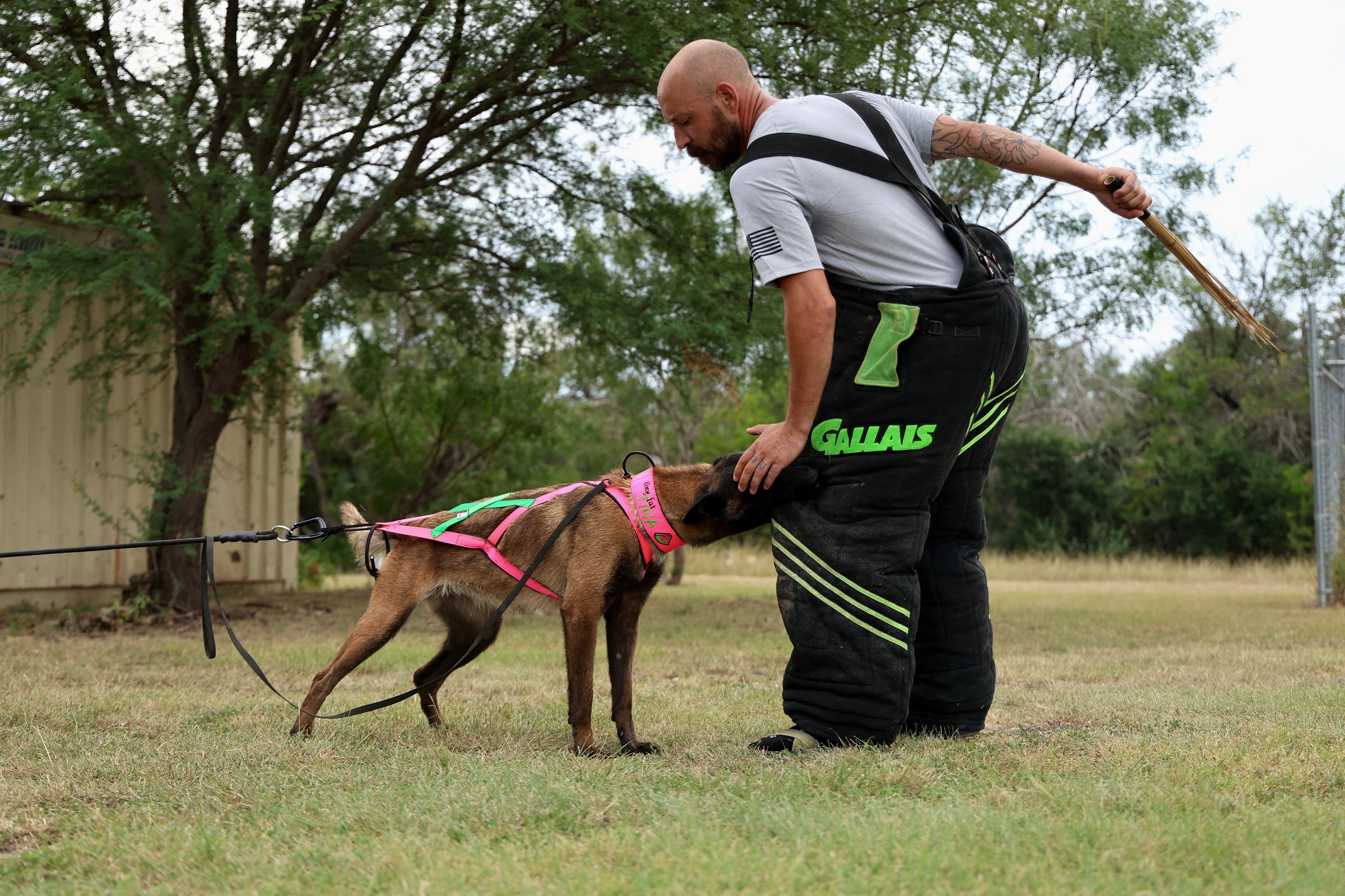 Trainer in protective gear working a dog through a controlled bite-sleeve engagement.