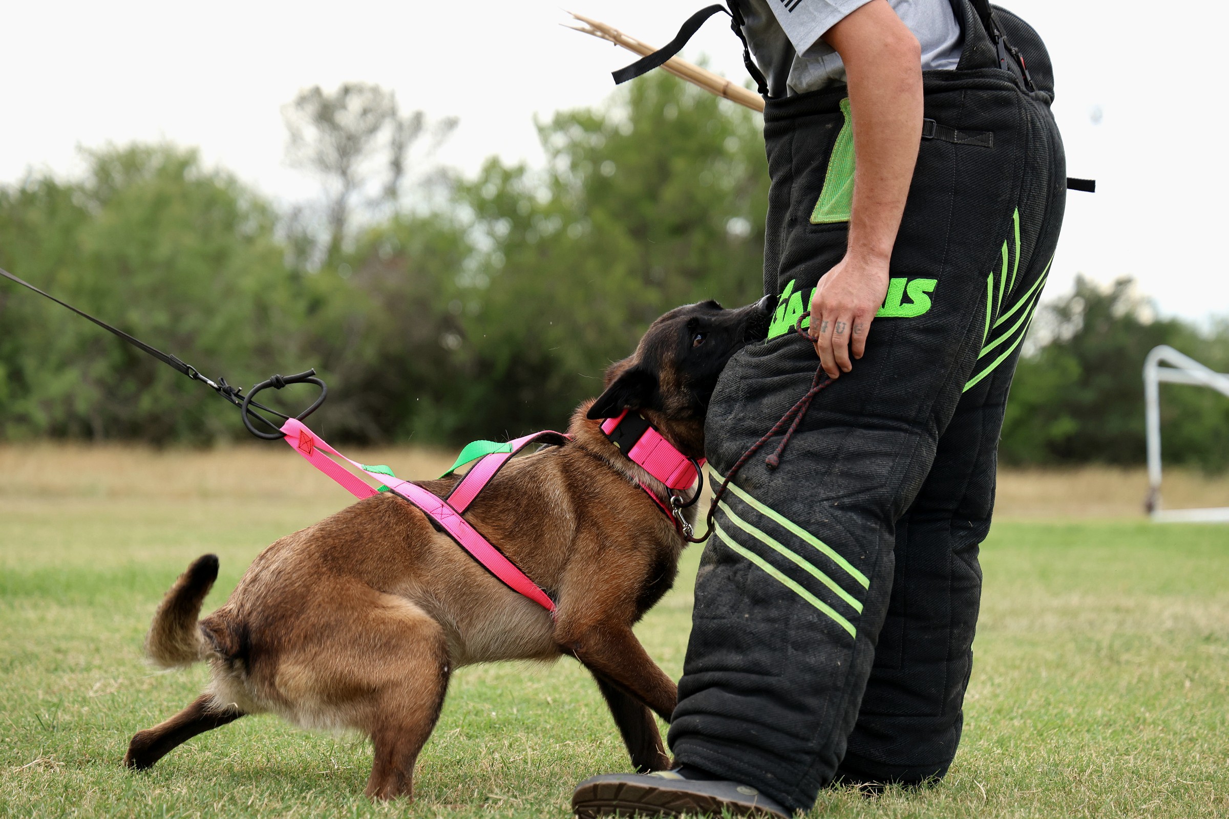 Dog in mid-action during a controlled protection-sport training exercise.