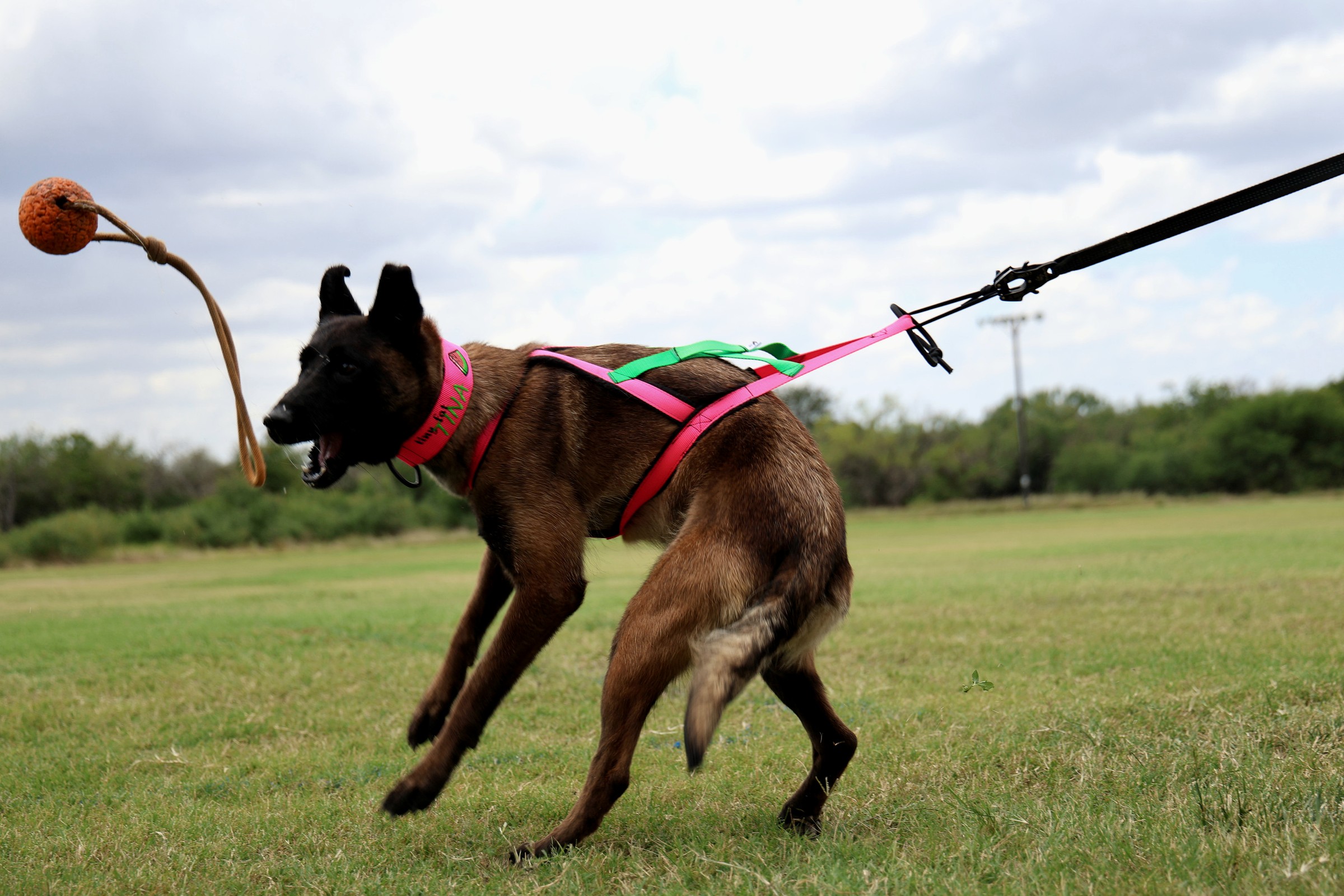 Dog in harness engaging a tug toy at full drive during training.
